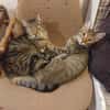 Tina & Tino Schmusetiger suchen Familie zum kuscheln