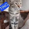 Tina & Tino Schmusetiger suchen Familie zum kuscheln