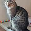 Tina & Tino Schmusetiger suchen Familie zum kuscheln