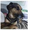 MOLLY - interessiert und verschmust