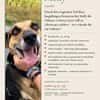 MOLLY - interessiert und verschmust