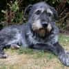 Murry sucht sein zuhause