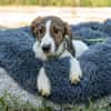 Loui ein Traum von Hund...