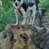 TV-Star Gustav sucht sein Forever Home