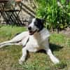 TV-Star Gustav sucht sein Forever Home