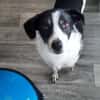 TV-Star Gustav sucht sein Forever Home