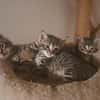 Katzenkinder