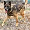 Mali-Mix Mait sucht sein Zuhause