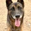 Mali-Mix Mait sucht sein Zuhause