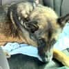 Mali-Mix Mait sucht sein Zuhause