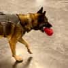 Mali-Mix Mait sucht sein Zuhause