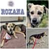 ROXANA ° zarte Hündin sucht ihre Menschen 🐾🐶
