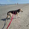 ROXANA ° zarte Hündin sucht ihre Menschen 🐾🐶