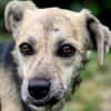 ROXANA ° zarte Hündin sucht ihre Menschen 🐾🐶