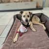 ROXANA ° zarte Hündin sucht ihre Menschen 🐾🐶