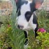 Agiler fröhlicher Patches