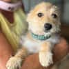 JUDY-bezaubernde, verspielte Bichon-Mix-Welpen-Hündin