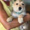 JUDY-bezaubernde, verspielte Bichon-Mix-Welpen-Hündin