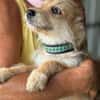 JUDY-bezaubernde, verspielte Bichon-Mix-Welpen-Hündin