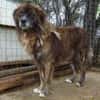Herzensguter Hundemann JOVAN