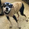 Pinscher-Mix COOKIE sucht ein Zuhause
