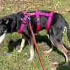 Pinscher-Mix COOKIE sucht ein Zuhause