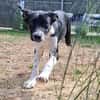 Freya sucht ein ganz liebevolles Zuhause für Immer
