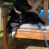 🐾Melissa🐾 sucht ihre Menschen