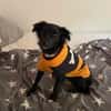 🐾Melissa🐾 sucht ihre Menschen