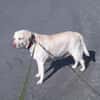 JESSY- Labrador sucht neues Zuhause