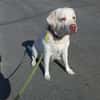 JESSY- Labrador sucht neues Zuhause