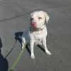 JESSY- Labrador sucht neues Zuhause