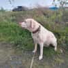 JESSY- Labrador sucht neues Zuhause