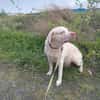 JESSY- Labrador sucht neues Zuhause