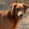 SPECULOOS