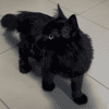 ROSIE
