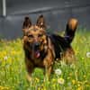 Menschenbezoger Max sucht sein zu Hause