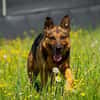Menschenbezoger Max sucht sein zu Hause