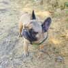 Französische Bulldogge Dolar