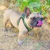 Französische Bulldogge Dolar