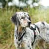 Pepper  Englischer Setter sucht sein Zuhause