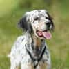 Pepper  Englischer Setter sucht sein Zuhause