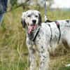 Pepper  Englischer Setter sucht sein Zuhause