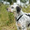 Pepper  Englischer Setter sucht sein Zuhause