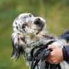 Pepper  Englischer Setter sucht sein Zuhause