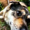 liebe Hundeomi Shalimar auf PS in 90475