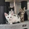 Neo, Balu, Sammy, Mechthild