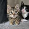 Neo, Balu, Sammy, Mechthild