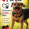 Persil - lieb, ruhig & verschmust