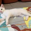 Mangoustan (EN COURS D’ADOPTION)